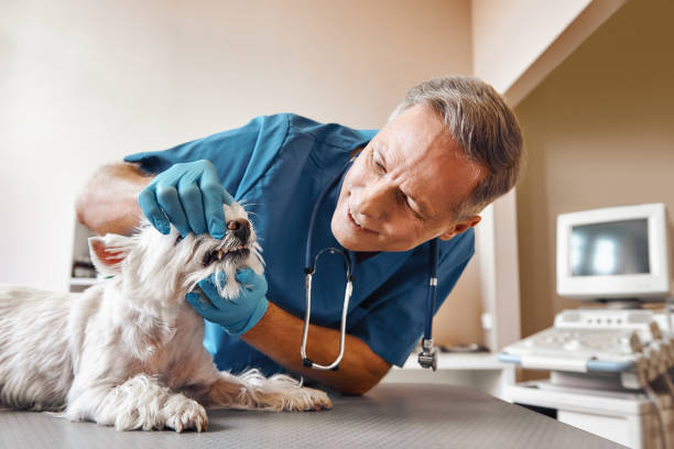 Best Emergency Dental Surgery in Fisher, IL